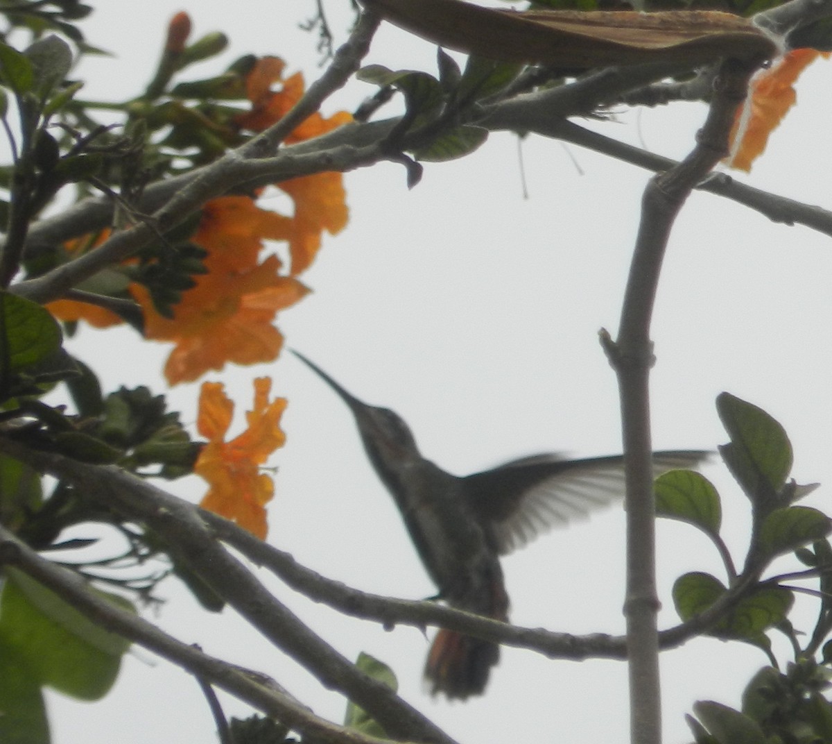 kolibřík lesklý - ML619022318