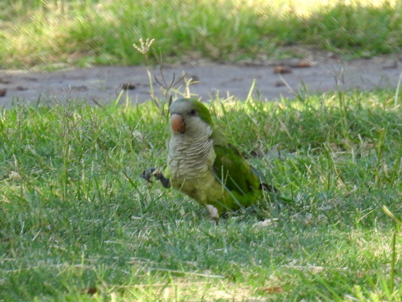 Monk Parakeet (Monk) - bob butler