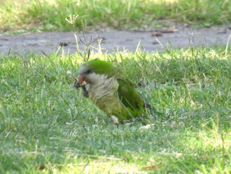 Monk Parakeet (Monk) - bob butler