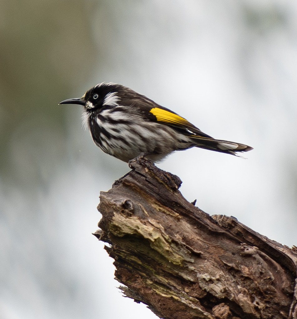 New Holland Honeyeater - Tania Splawa-Neyman