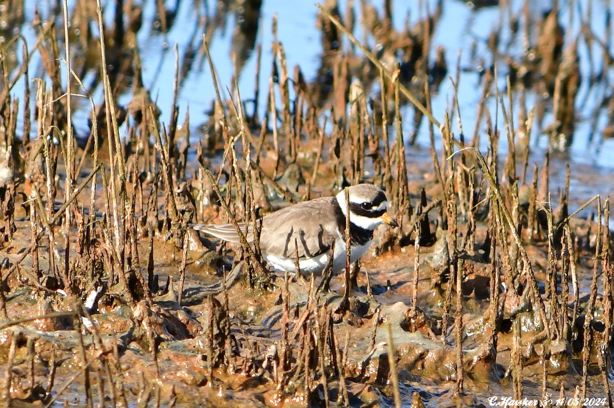 Common Ringed Plover - Carl  Hawker