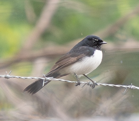 Willie-wagtail - Tania Splawa-Neyman