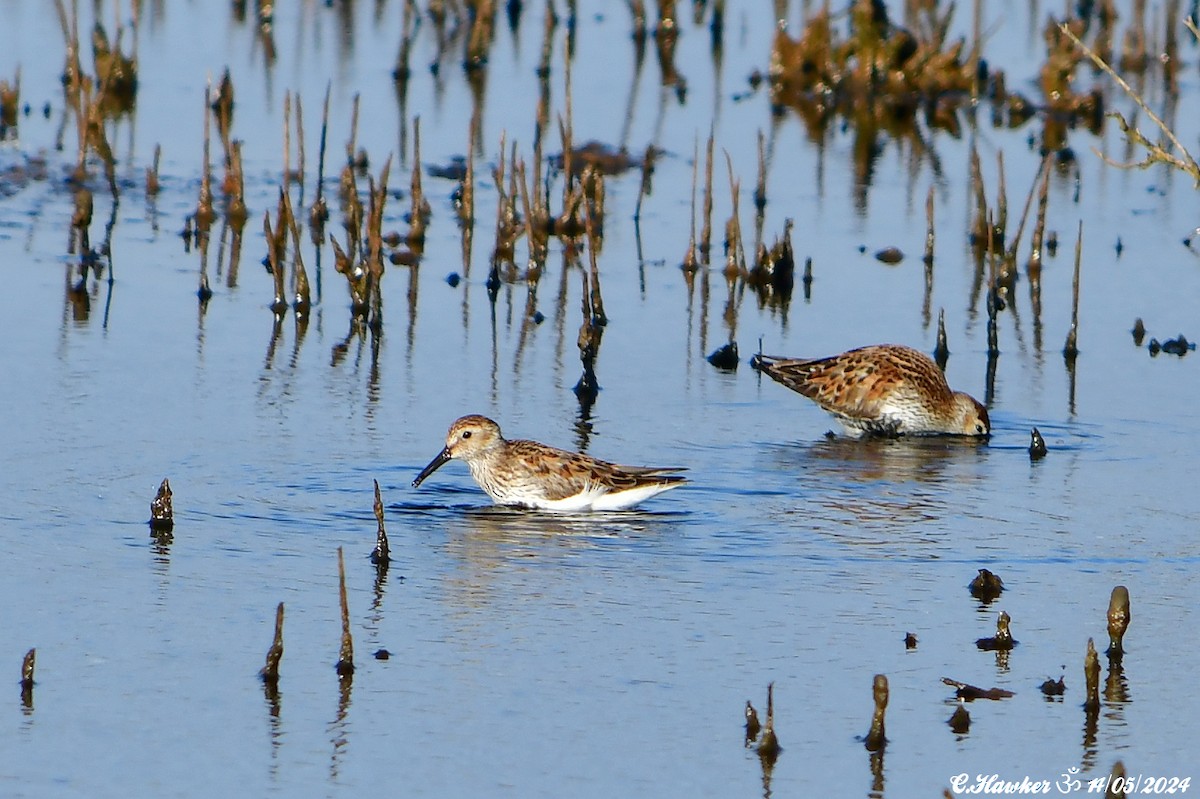 Dunlin - Carl  Hawker