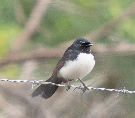 Willie-wagtail - Tania Splawa-Neyman