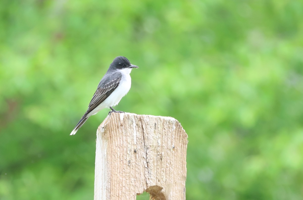 Eastern Kingbird - ML619022372