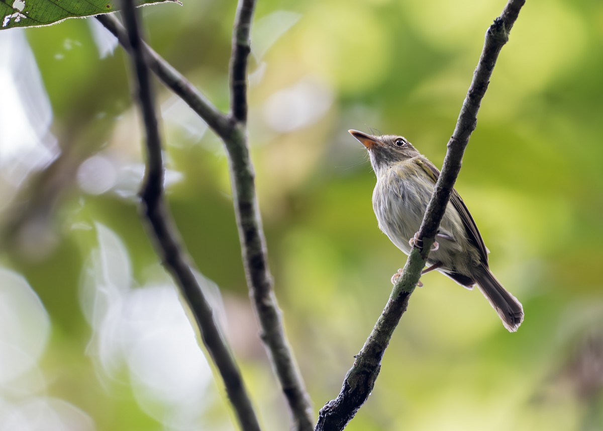 Snethlage's Tody-Tyrant - Caio Brito