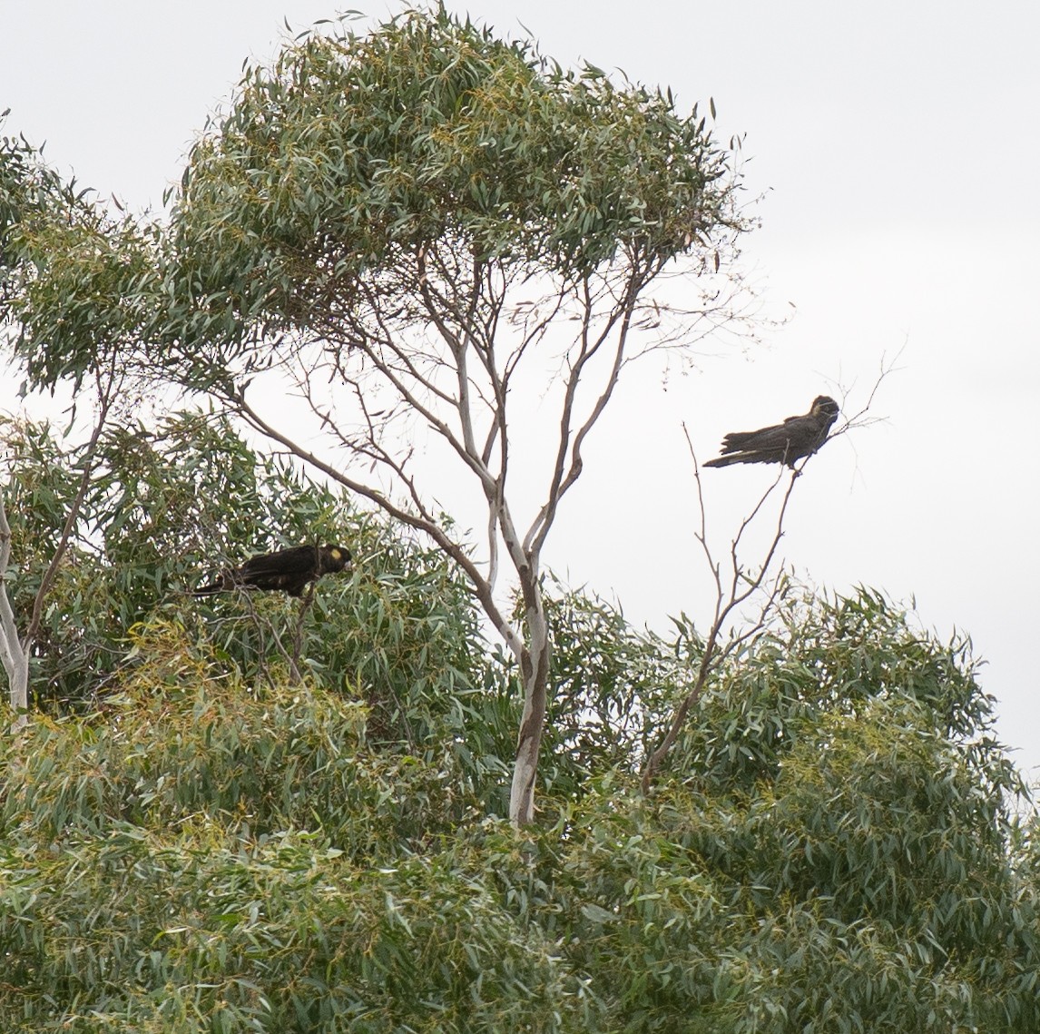 Yellow-tailed Black-Cockatoo - Tania Splawa-Neyman