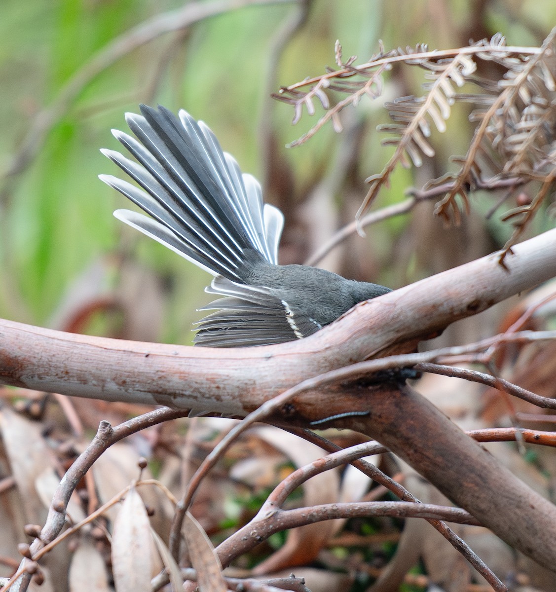 Gray Fantail - Tania Splawa-Neyman