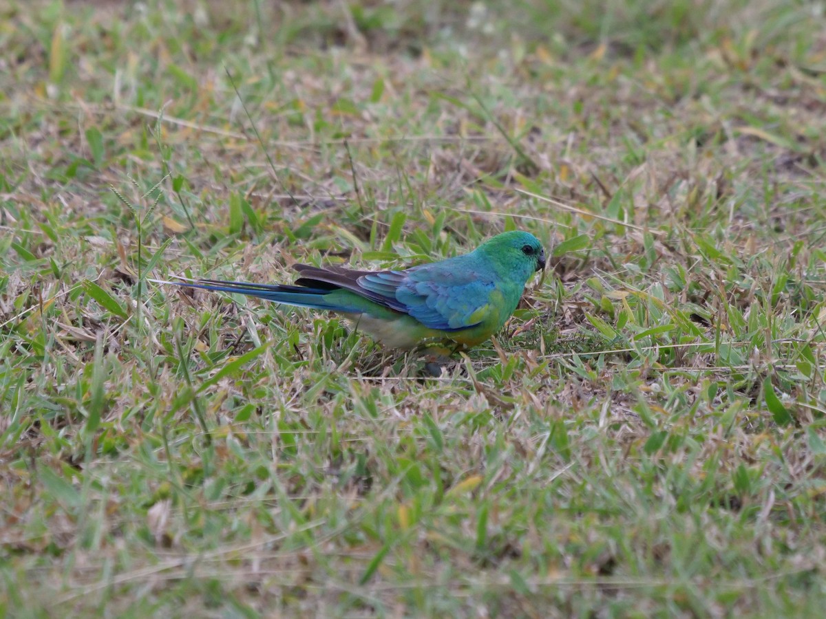 Red-rumped Parrot - ML619022435