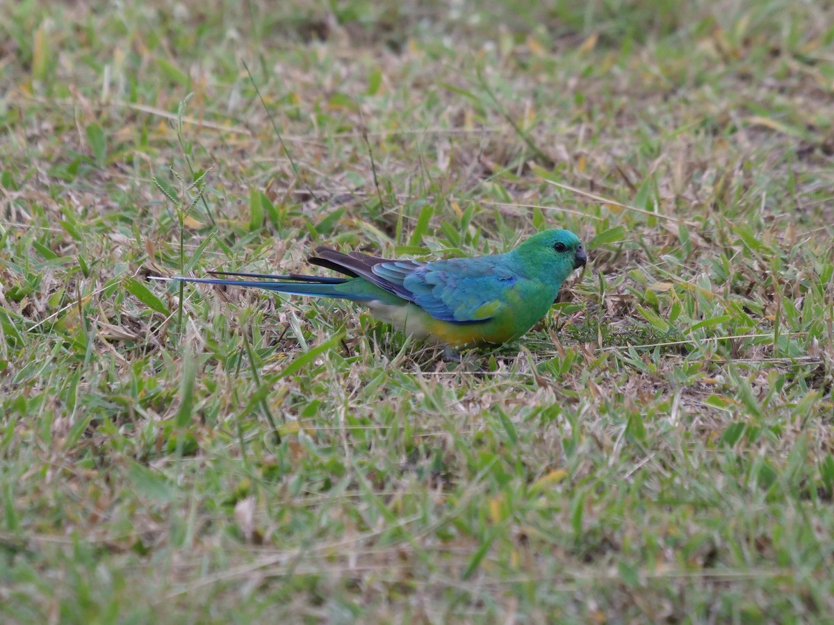 Red-rumped Parrot - ML619022436