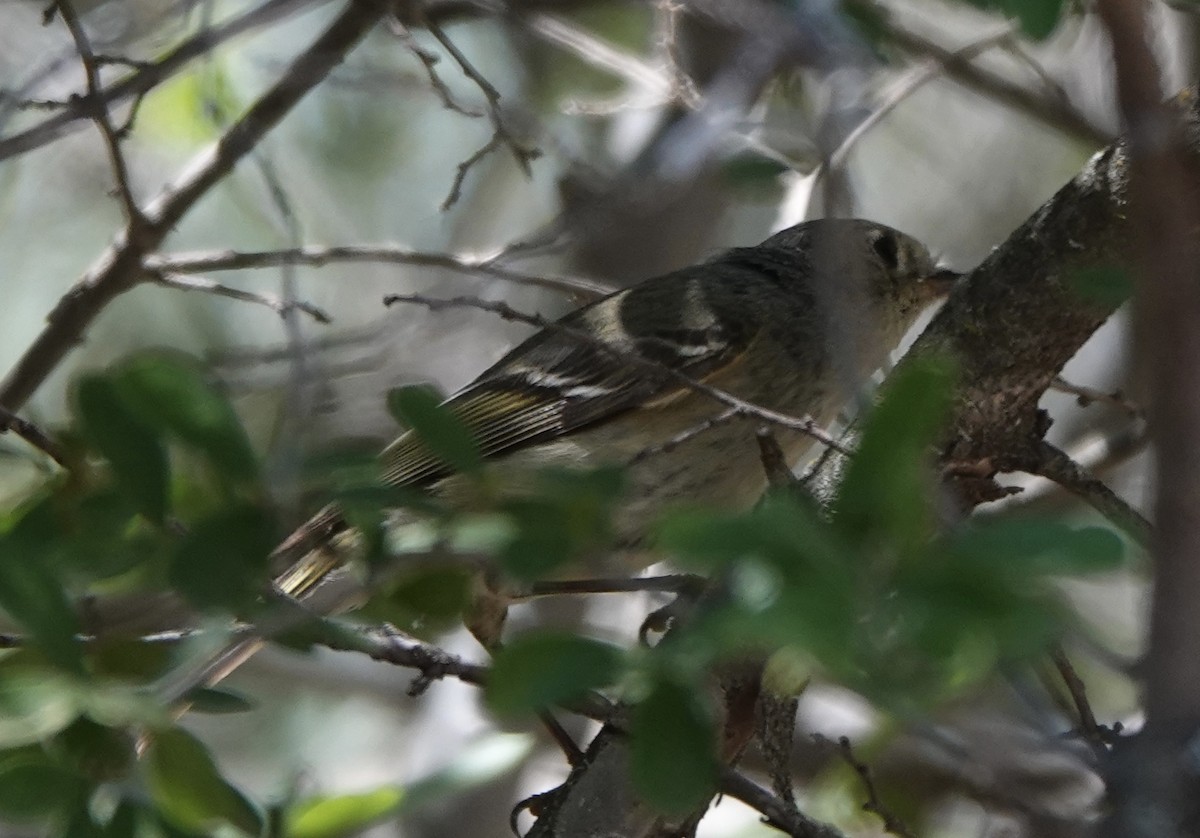 Hutton's Vireo - ML619022447