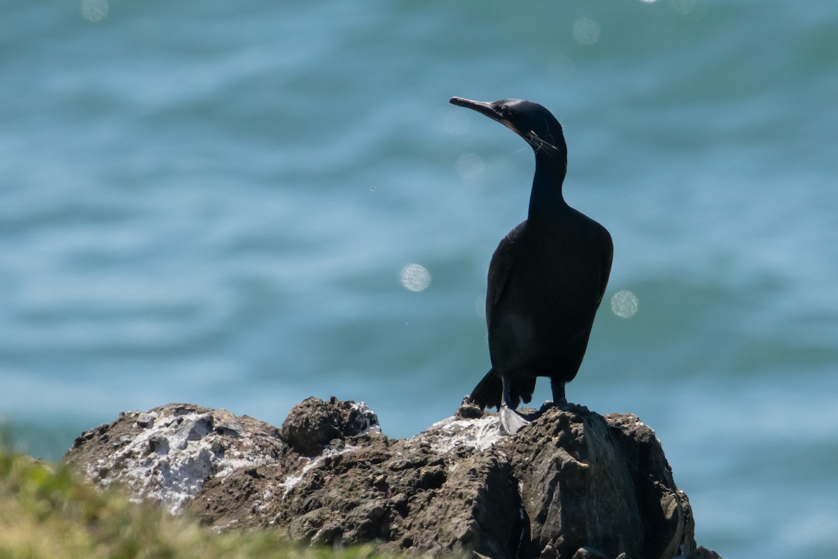 Brandt's Cormorant - Audrey Addison