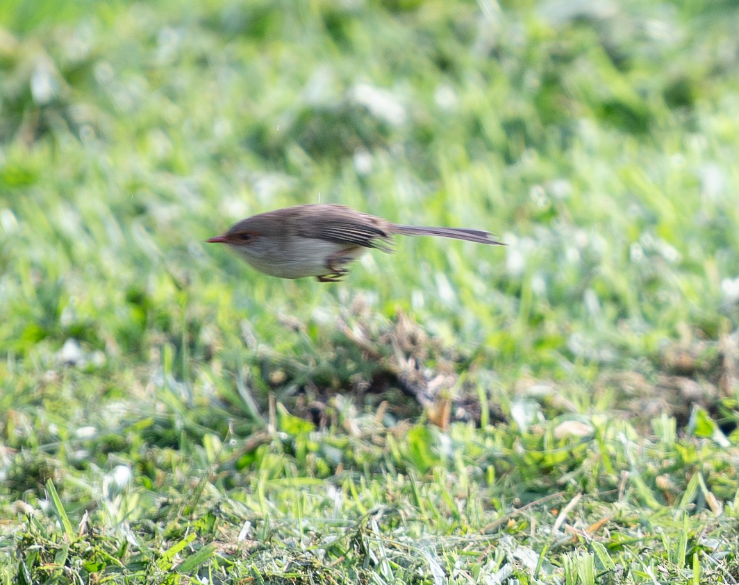 Superb Fairywren - Tania Splawa-Neyman