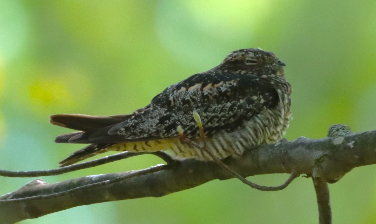 Common Nighthawk - Aldo Bertucci