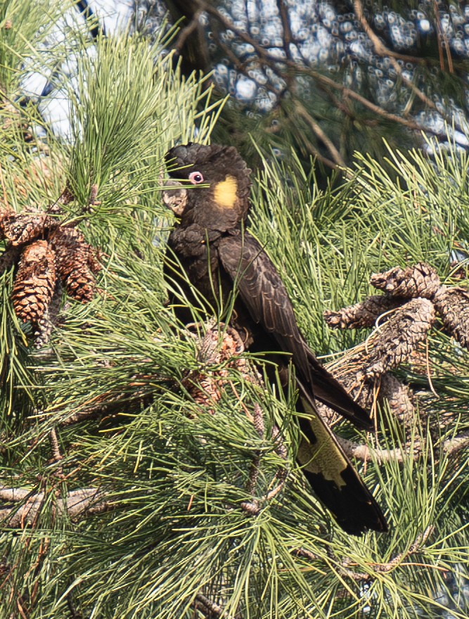 Yellow-tailed Black-Cockatoo - Tania Splawa-Neyman