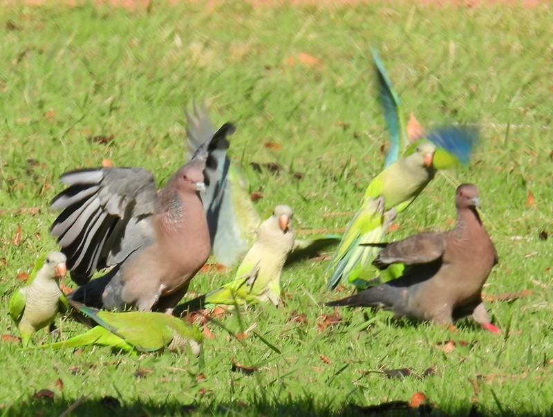 Monk Parakeet (Monk) - bob butler