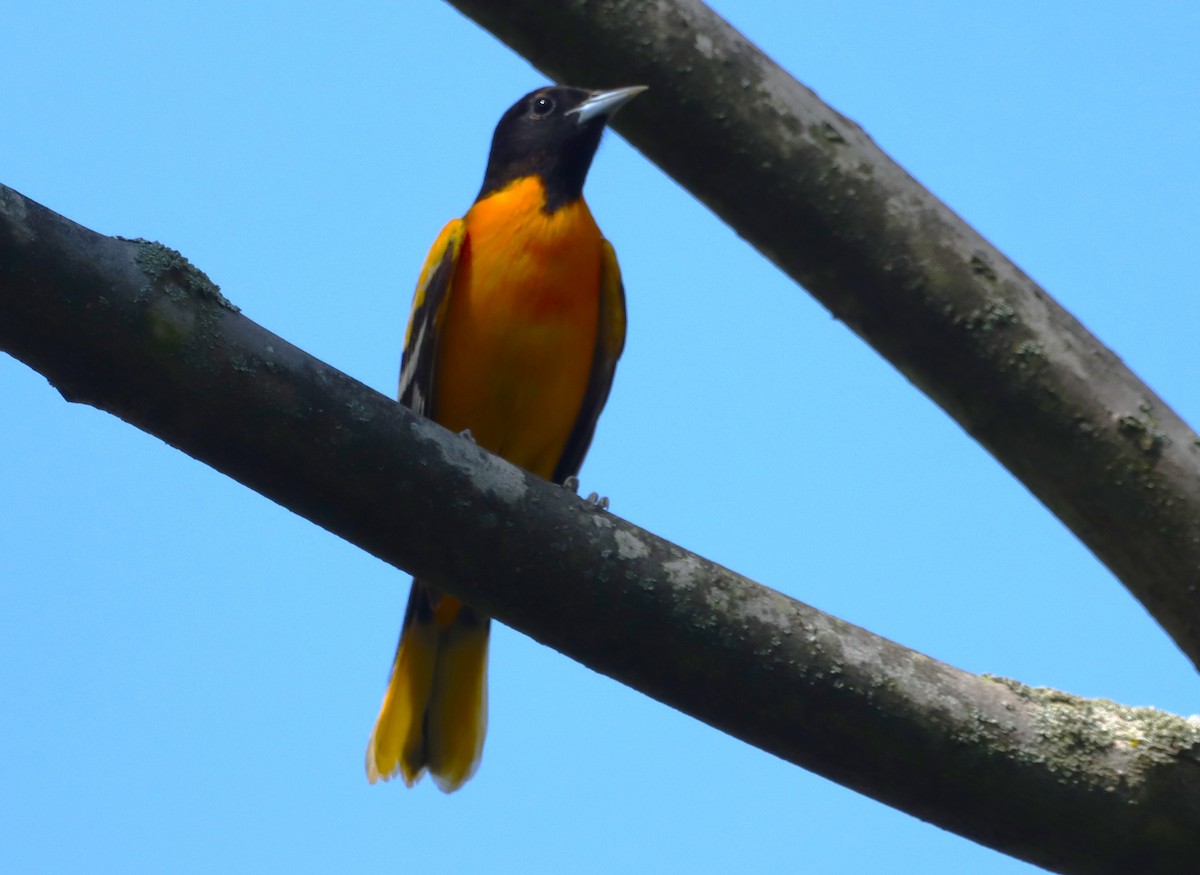 Baltimore Oriole - ML619022555