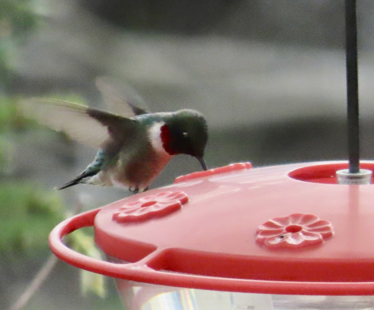 Ruby-throated Hummingbird - Brenda Ketch