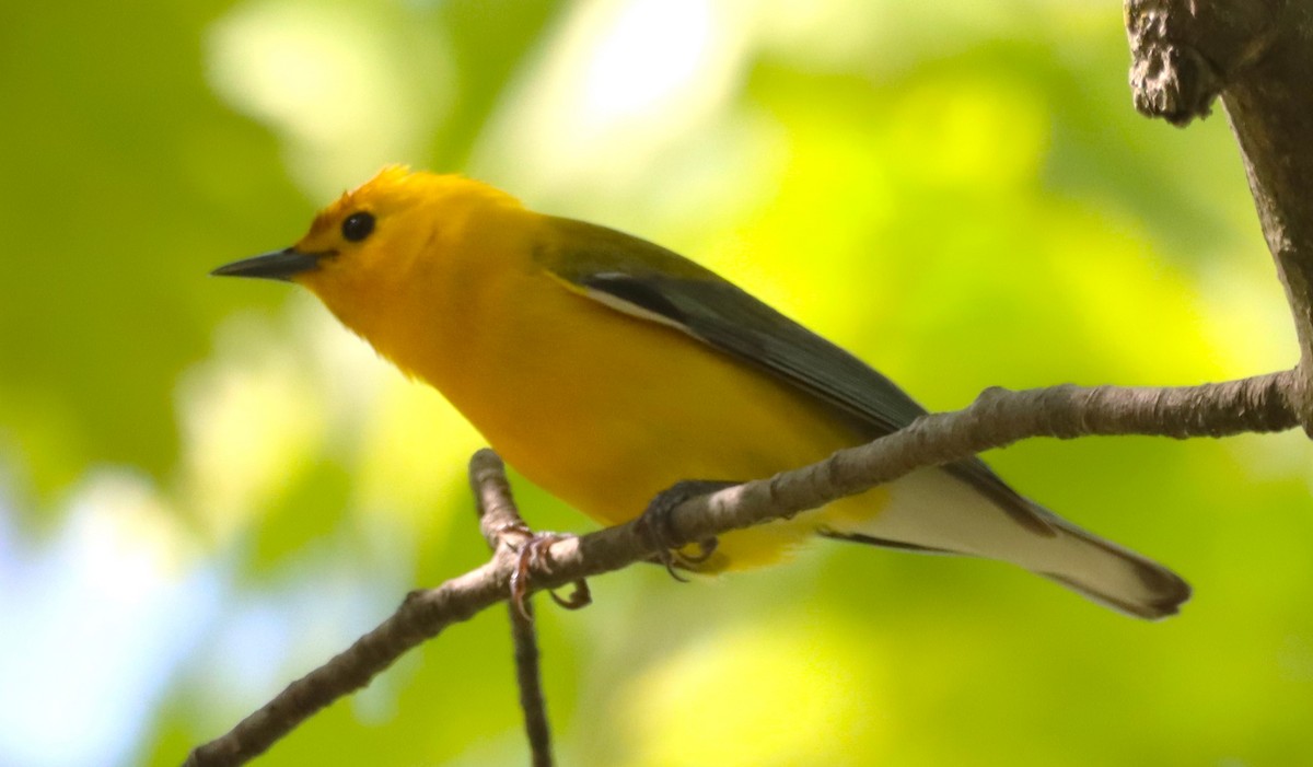 Prothonotary Warbler - ML619022558