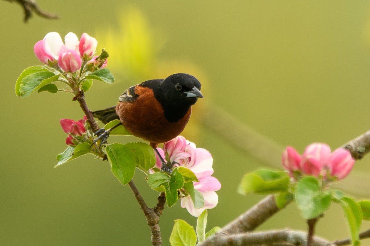 Orchard Oriole - ML619022559