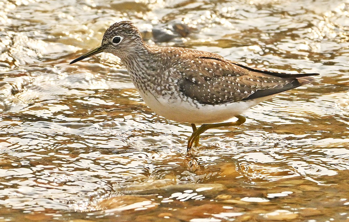 Solitary Sandpiper - ML619022619