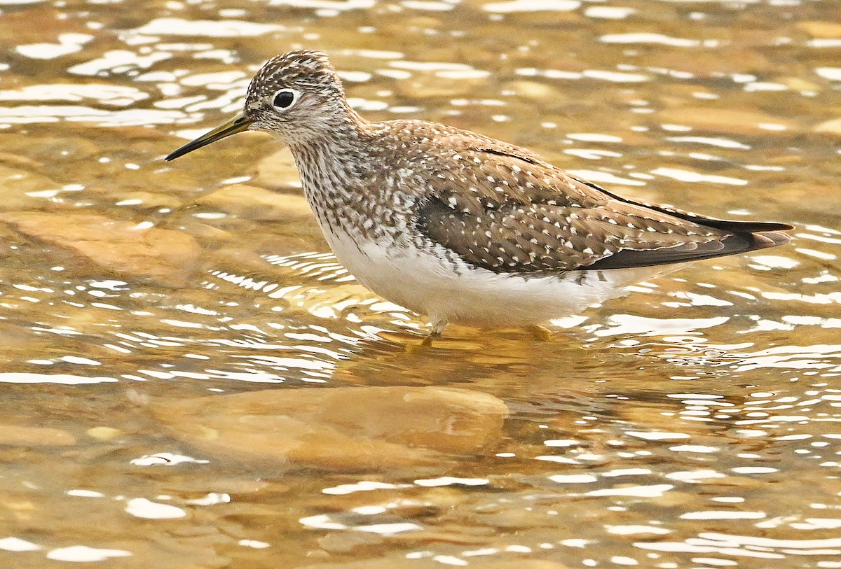 Solitary Sandpiper - ML619022621