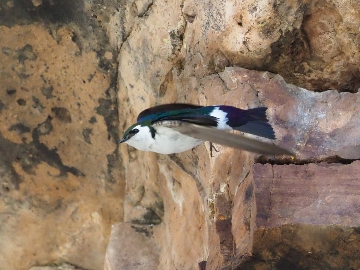 Violet-green Swallow - Leslie S