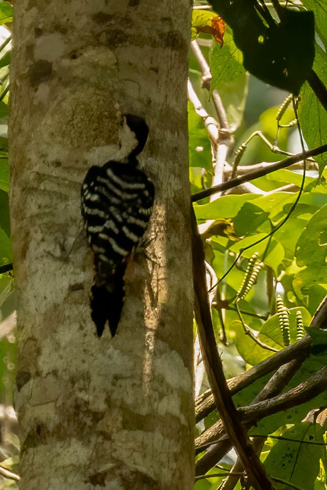 Fulvous-breasted Woodpecker - Neeraja V