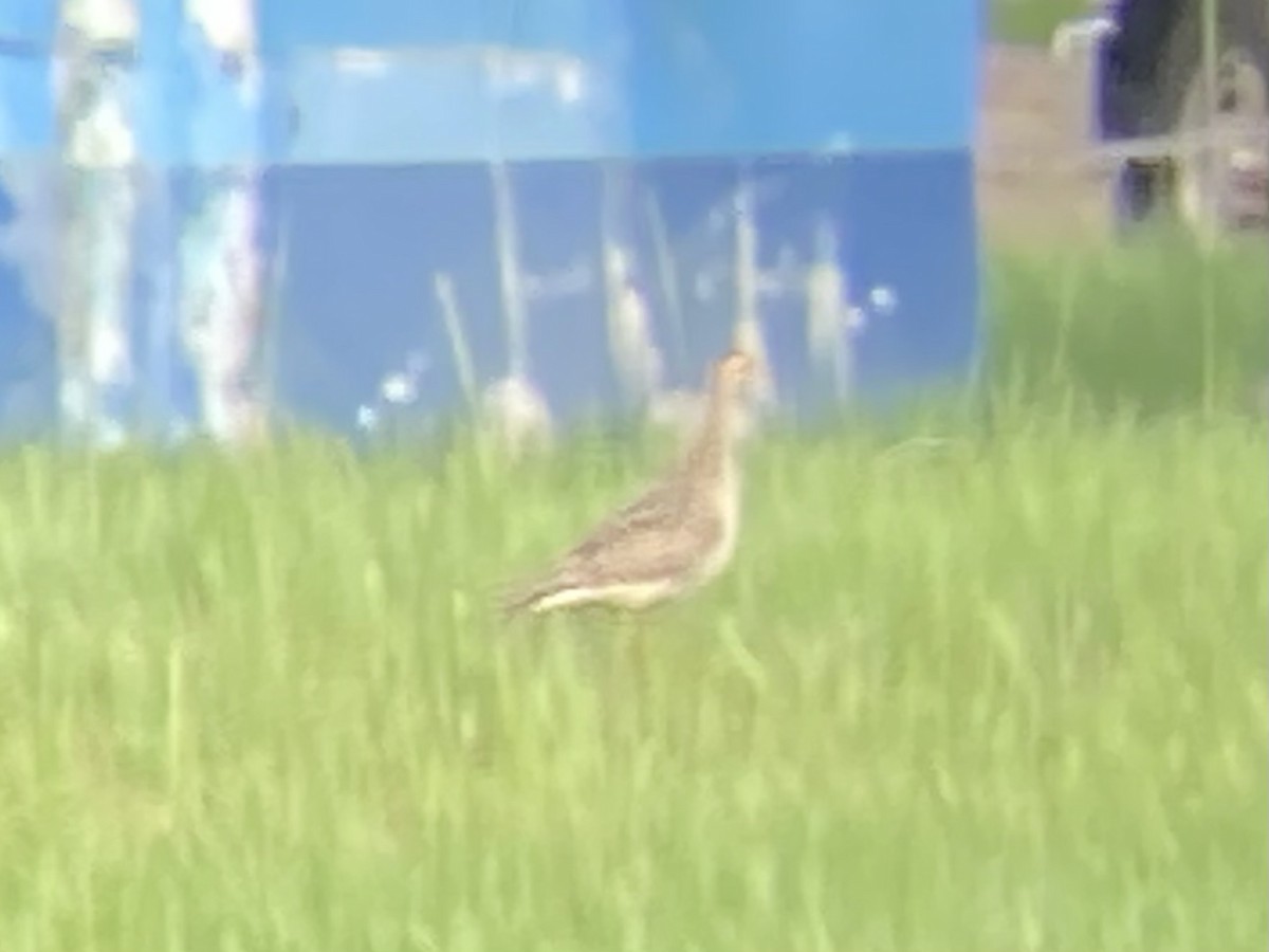 Upland Sandpiper - Ivory Reinert