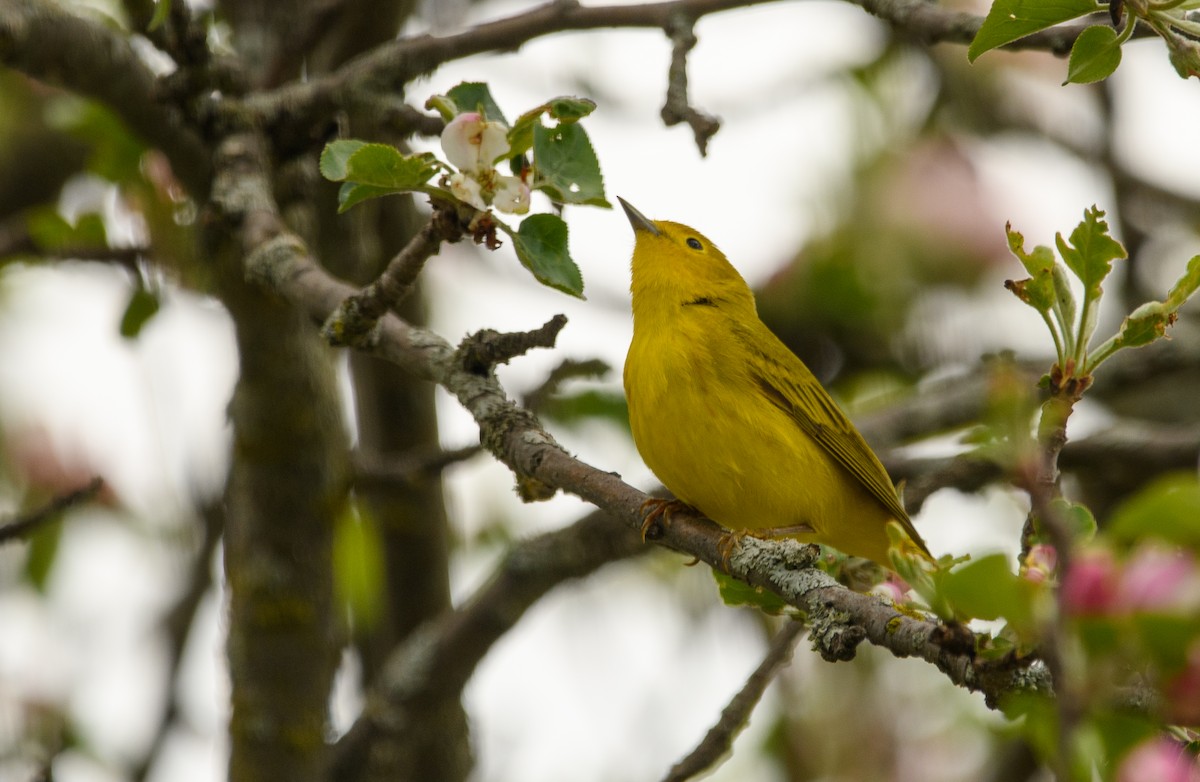 Yellow Warbler - Tim Griffiths