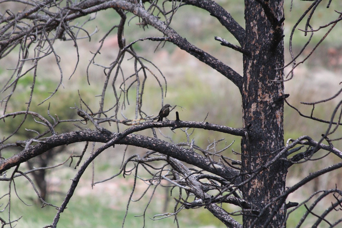 Brewer's Blackbird - Grant Beverage