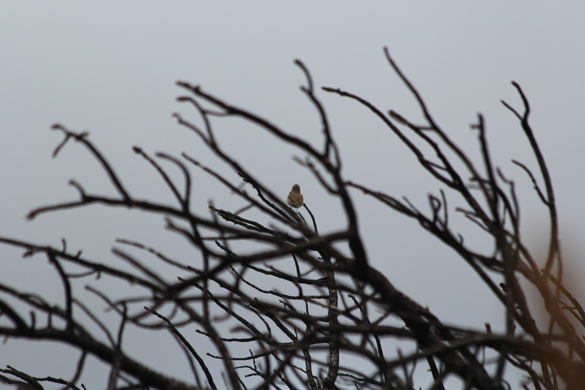 Rock Wren - Grant Beverage