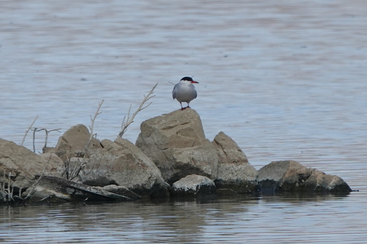 Common Tern - Rose Ann Rowlett