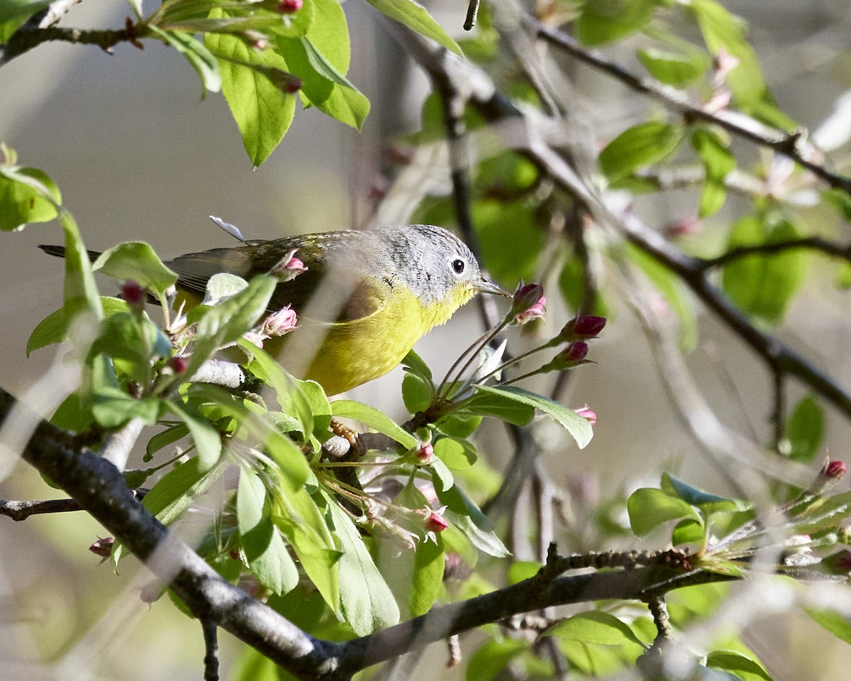 Nashville Warbler - Andrew James