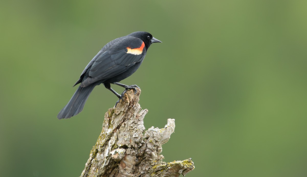 Red-winged Blackbird - Tim Griffiths