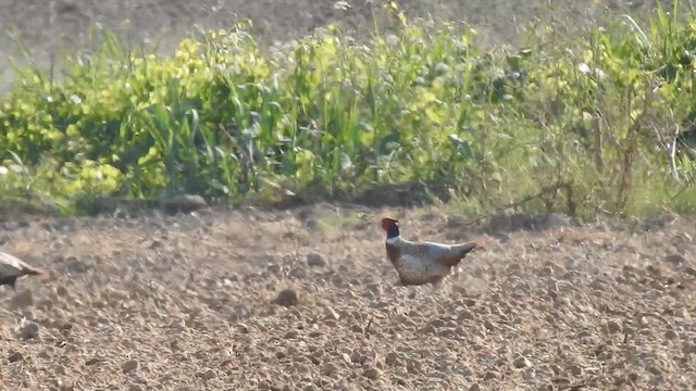 Ring-necked Pheasant - ML619022738