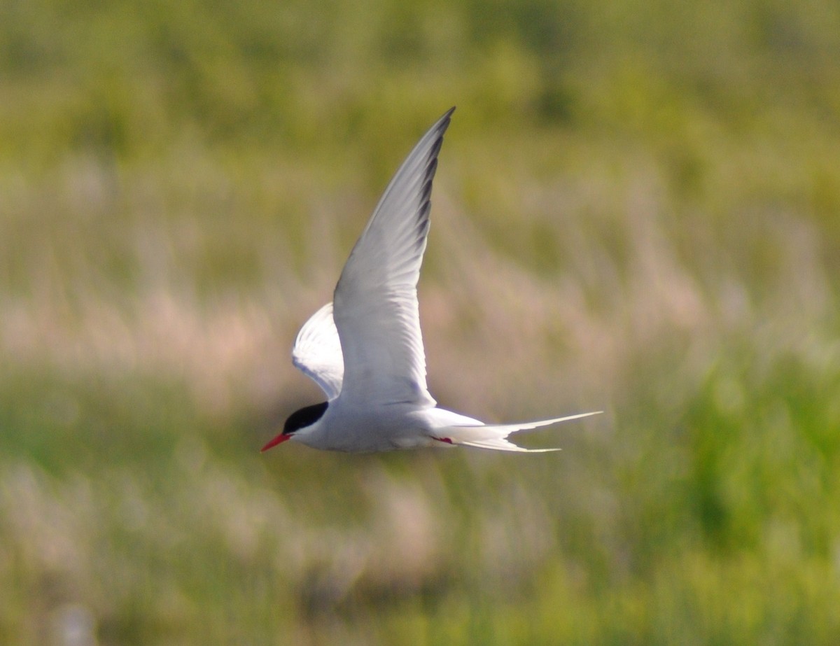 Arctic Tern - ML619022754