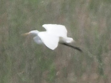 Great Egret - Milton Paul