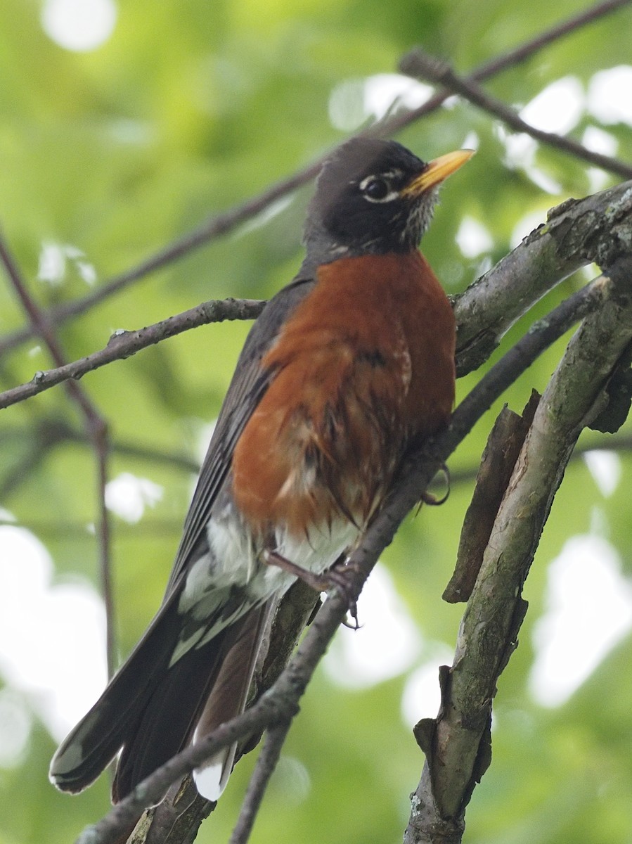 American Robin - ML619022757