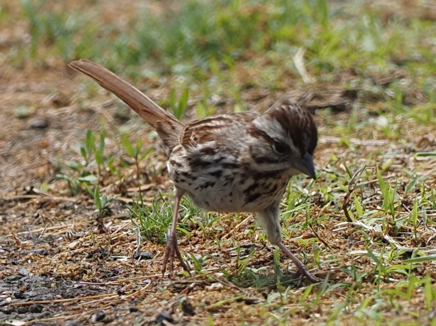 Song Sparrow - ML619022761