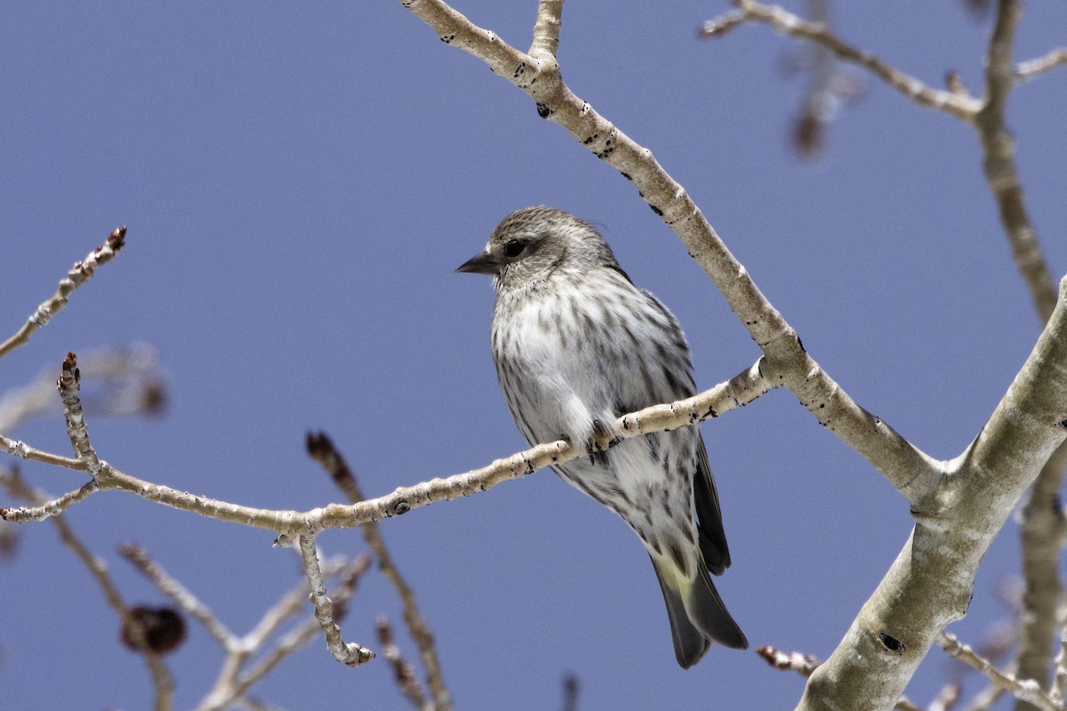 Pine Siskin - Lee Burke