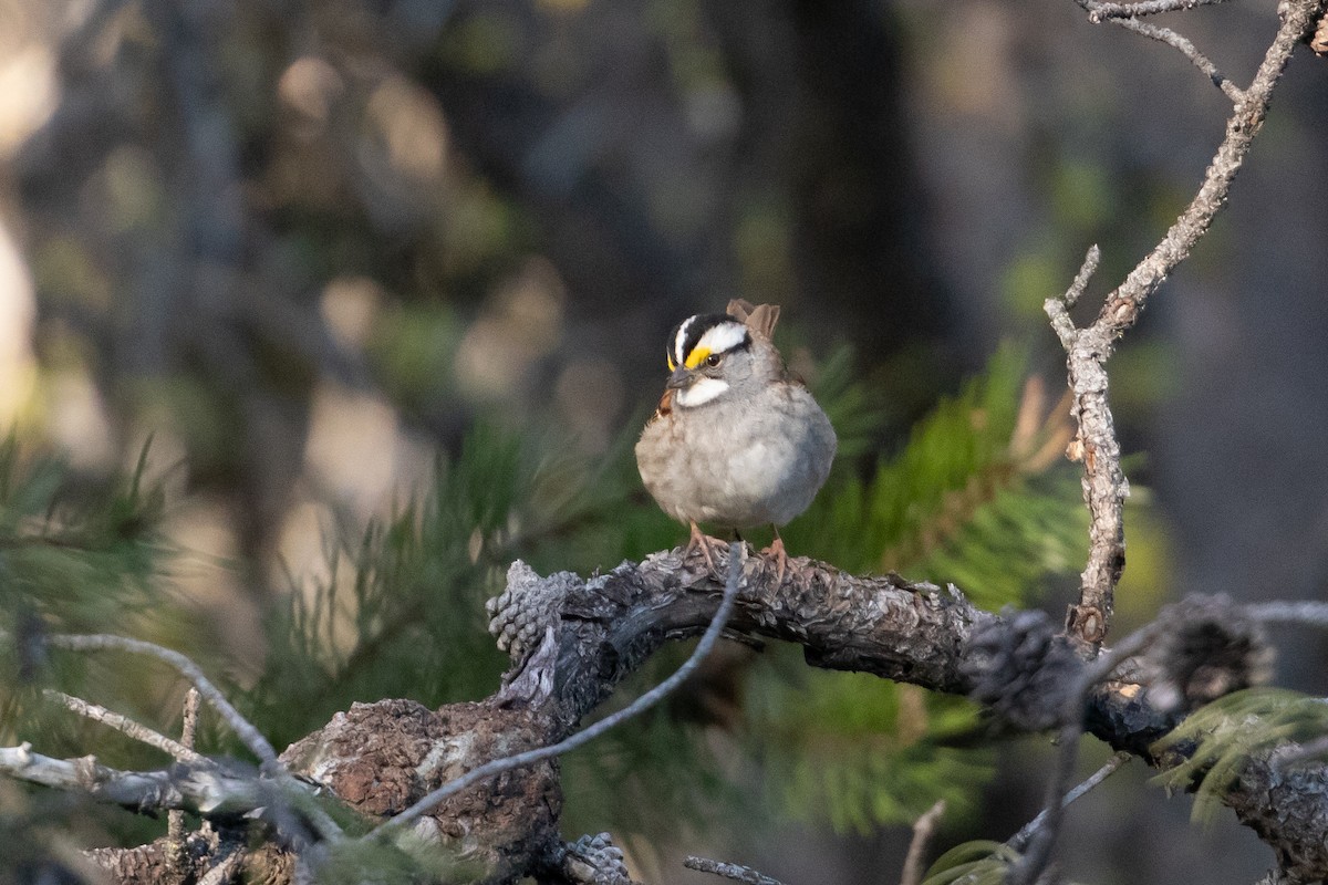 White-throated Sparrow - Audrey Addison