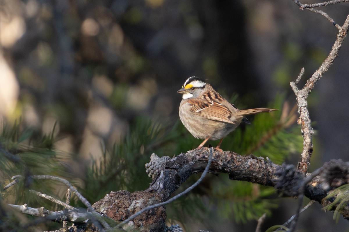 White-throated Sparrow - ML619022770