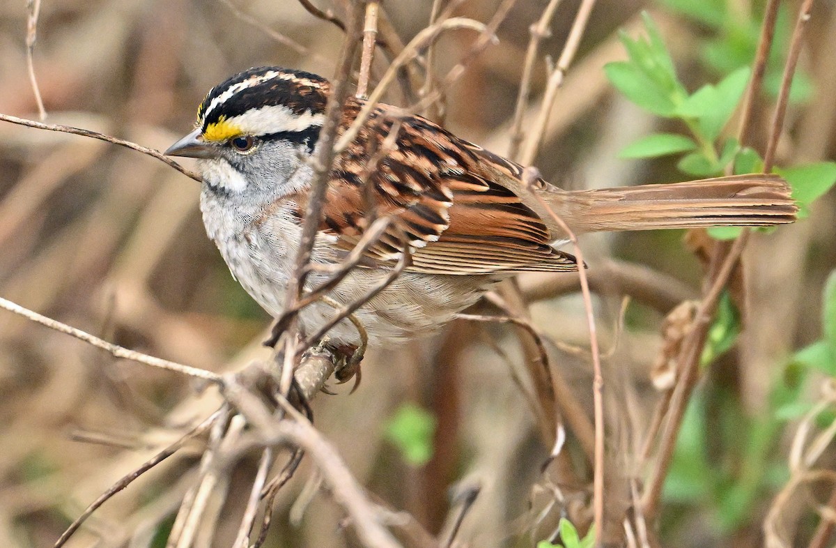 White-throated Sparrow - Wayne Oakes