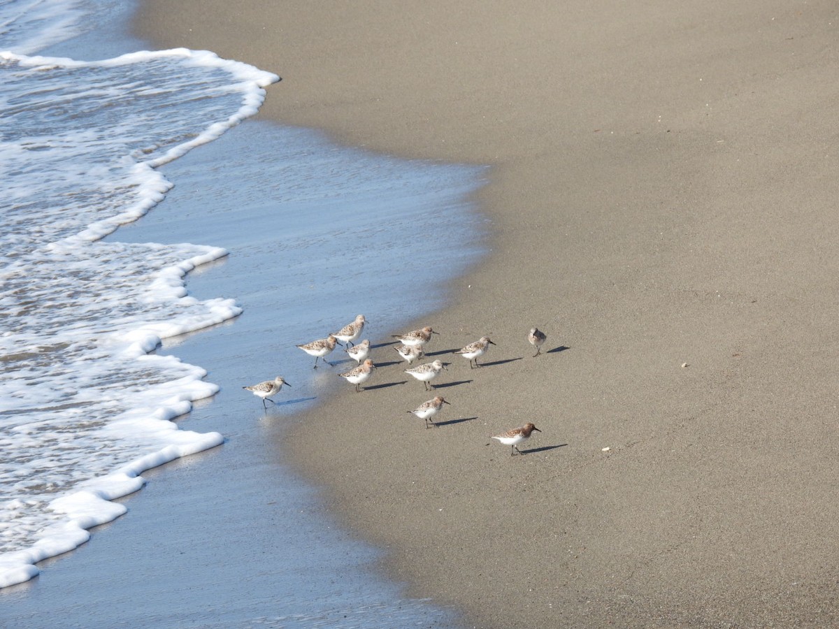 Sanderling - Derek Etherton