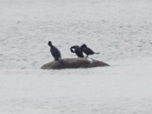 Double-crested Cormorant - Milton Paul