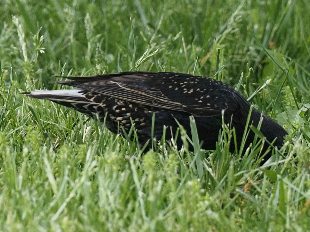 European Starling - ML619022837