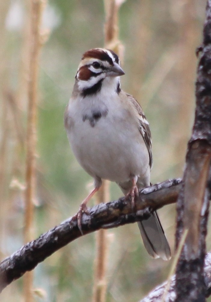 Lark Sparrow - Grant Beverage