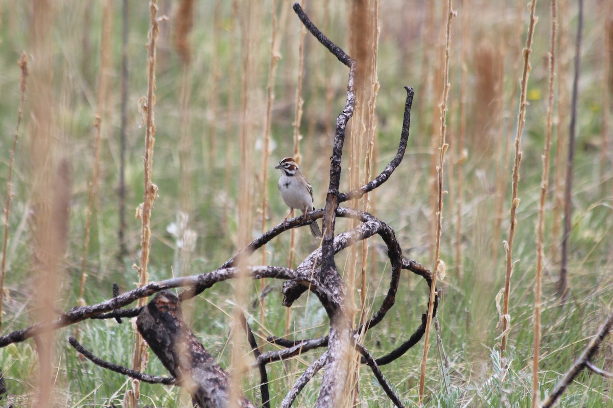 Lark Sparrow - ML619022849