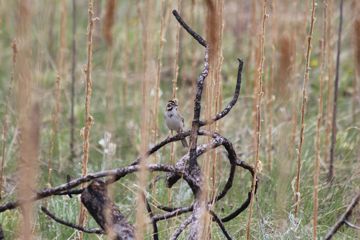 Lark Sparrow - ML619022850